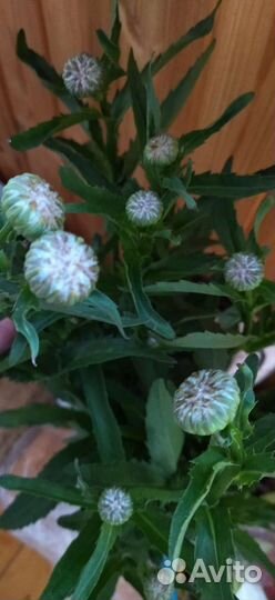 Нивяник многолетний (ромашка садовая)