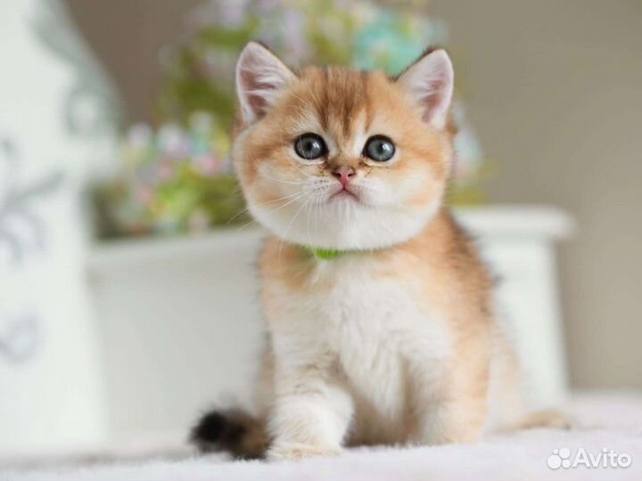 Британская золотая шиншилла