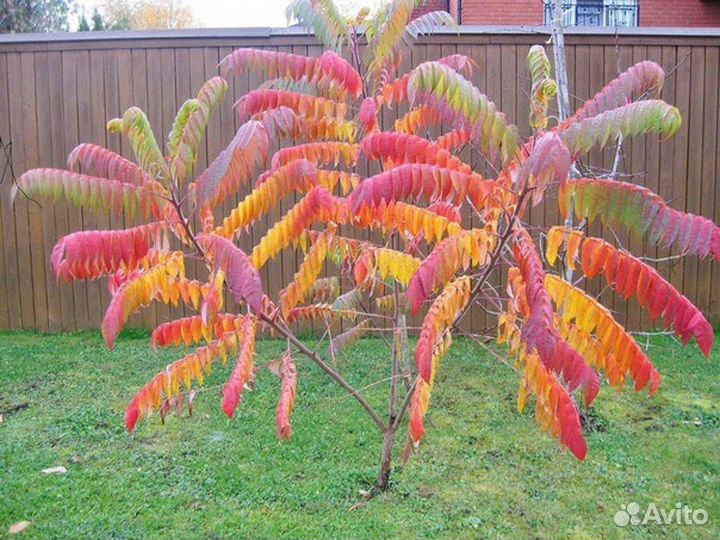 Растения для сада