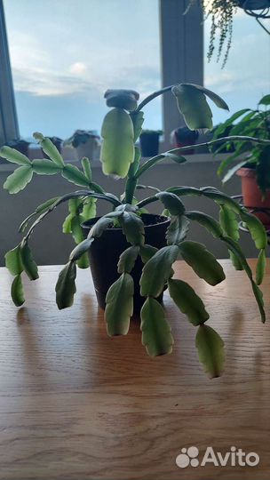 Фикусы, фиалки, шлюмбергеры, Орхидея, хои