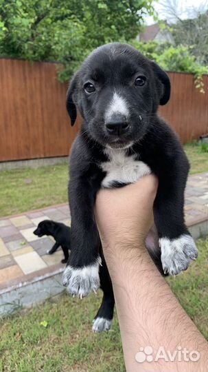 Щенята в добрые руки