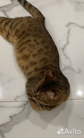 Бенгал вязка