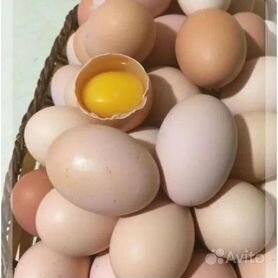 Яйцо домашнее
