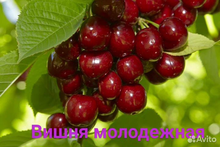 Саженцы вишни,черевишни, черешни