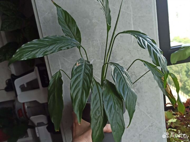 Домашние цветы