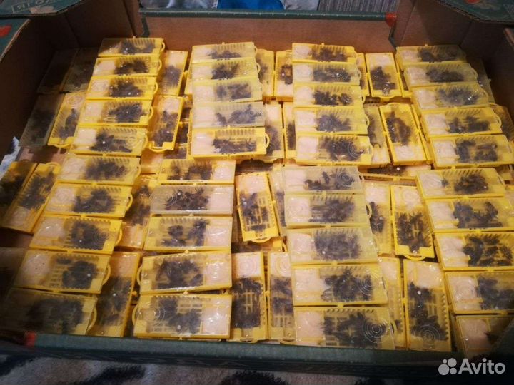 Пчеломатки