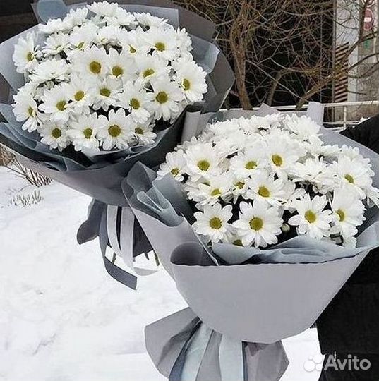 Хризантема