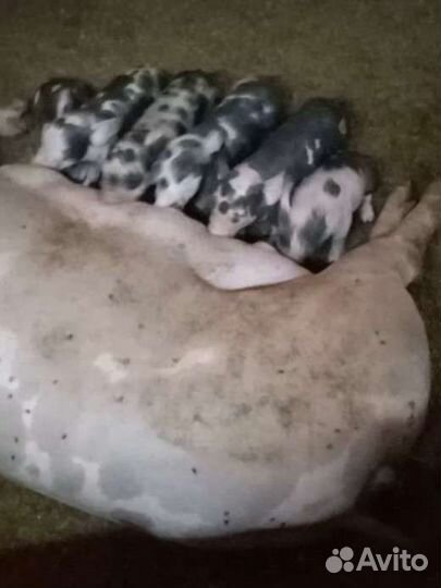 Поросята Дюрок и Пьетрен. Семя хряков