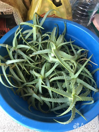 Алоэ отростки, без горшков