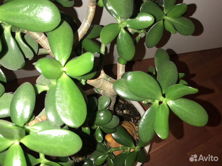 Дерево денег