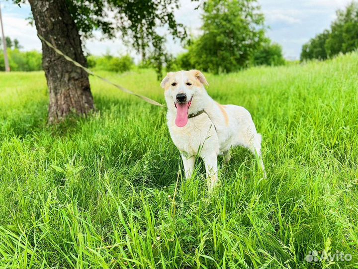 Собака не может жить без внимания человека