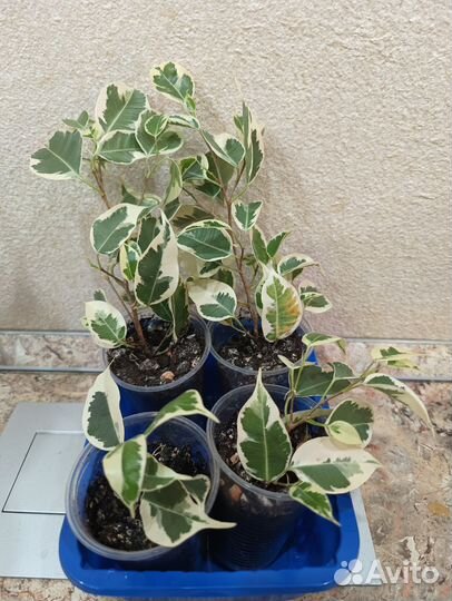 Фикус бенджамина Твилайт