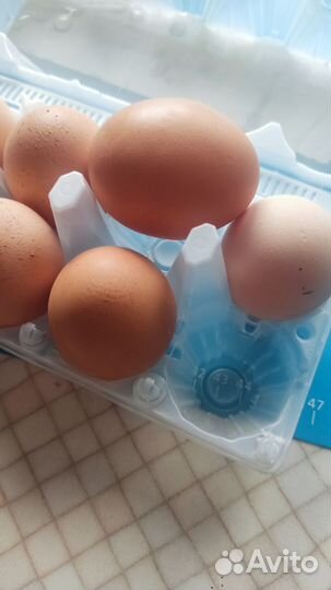 Продам яйцо куриное домашнее