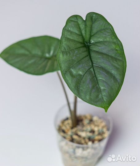 Алоказия хетерофилла коразон