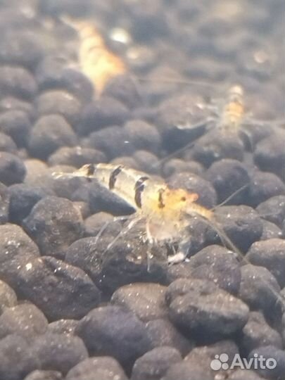 Креветка Тигр Енот