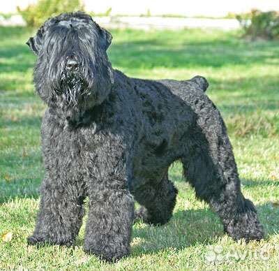 Собачья шерсть