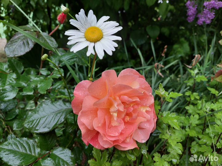 Саженцы роз