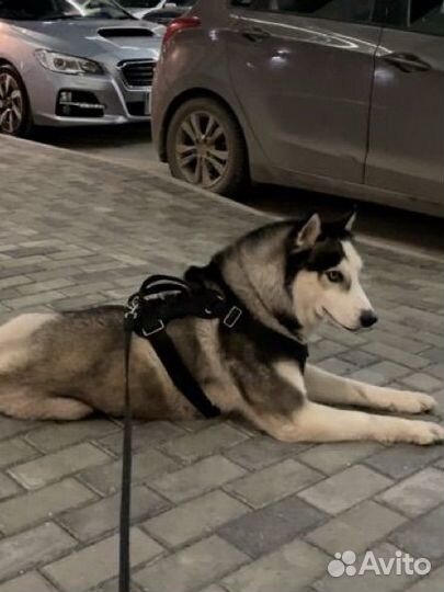 Собака в добрые руки хаски