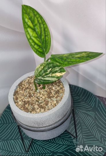 Монстера альба, еллоу и др.комнатные растения