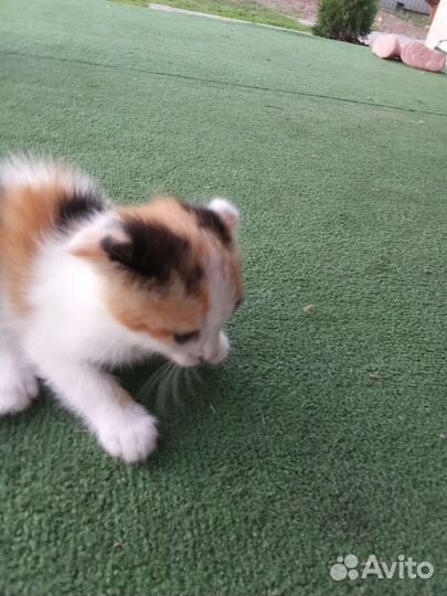 Отдам вислоухих котят