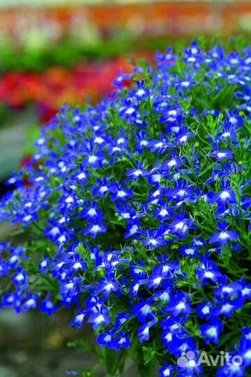 Лобелия вегетативная