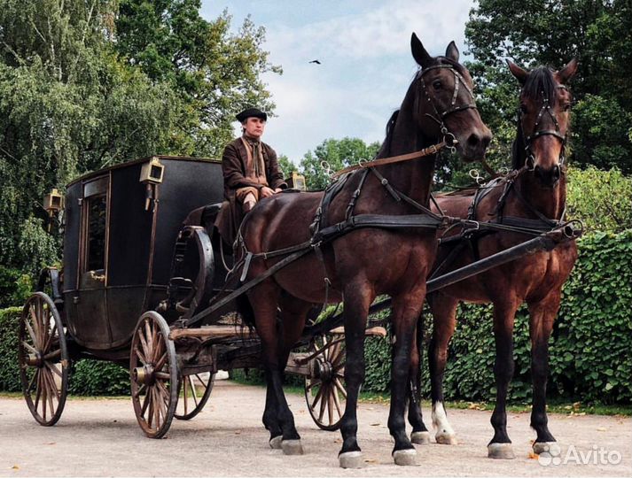 Животные на мероприятие,лошади на детский праздник
