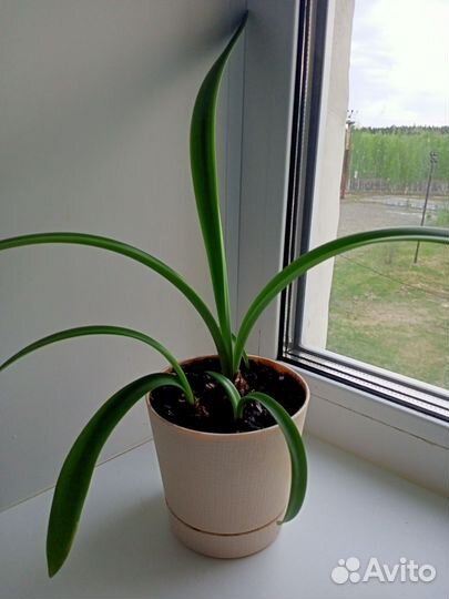 Гиппеаструм