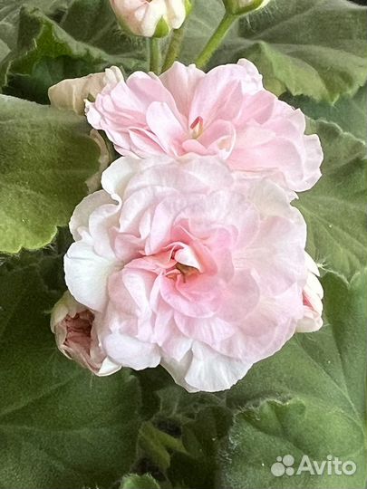 Пеларгонии сортовые янао г. Новый Уренгой