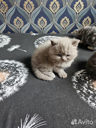 Шотландские прямоухие котята