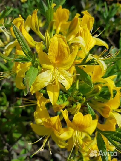 Рододендроны Подмосковные