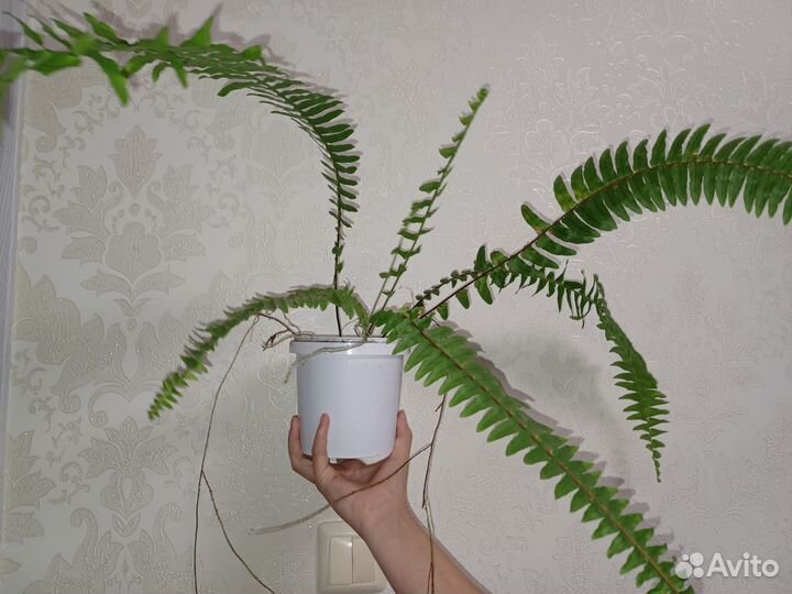 Папоротник комнатный