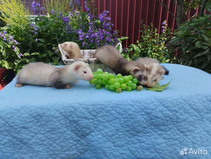 Хорьки. Привиты. Доставка