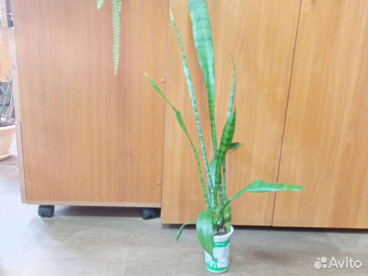 Сансевиерия