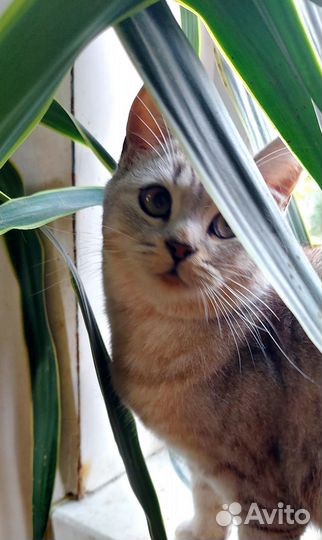 Котик в добрые руки