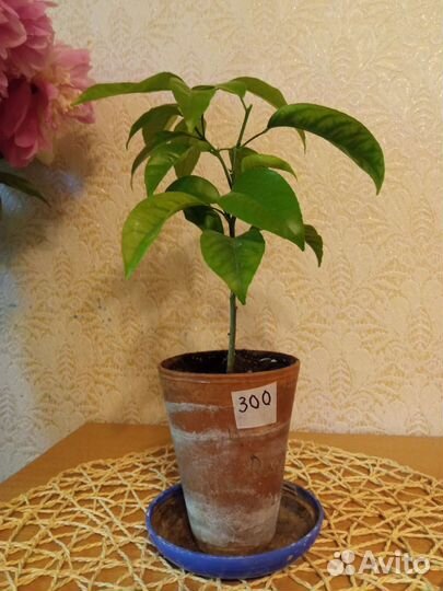 Комнатные растения