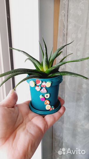 Хавортия/суккулент