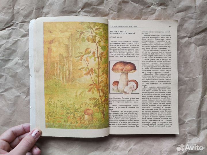 Дары русского леса Зуев