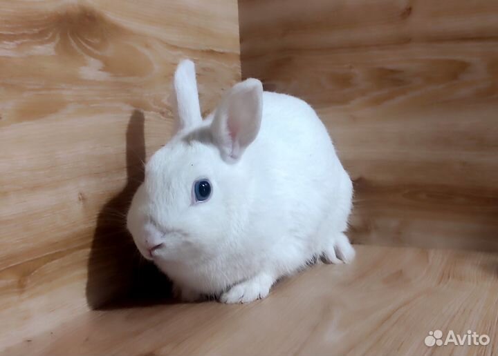 Кролики декоративные-белые