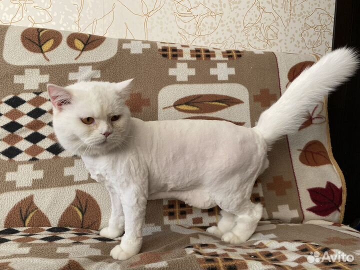 Грумминг (экспресс линька, стрижка)