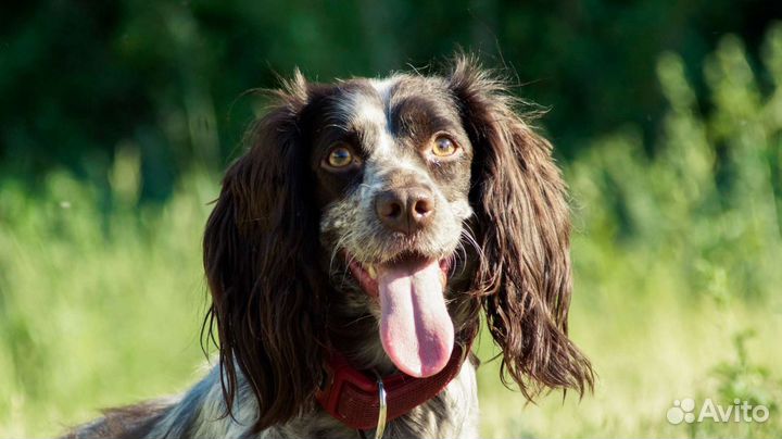 Фотограф-анималист