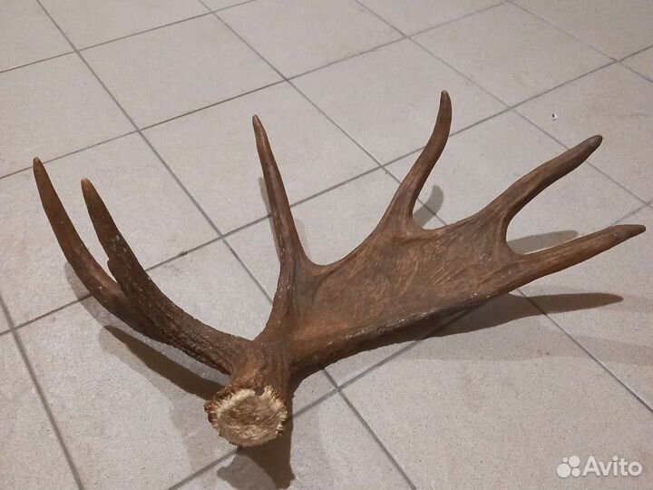 Продам рога лося