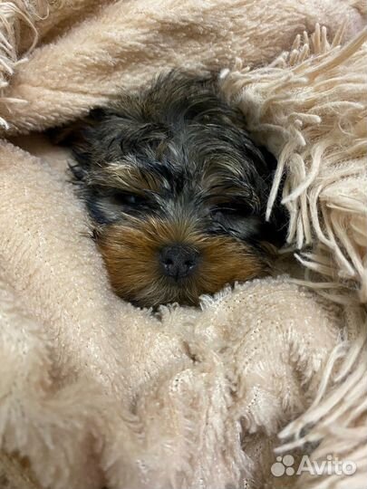 Милый щенок, мальчик