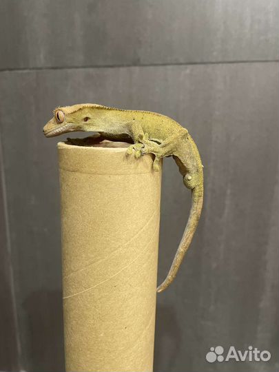 Реснитчатый бананоед