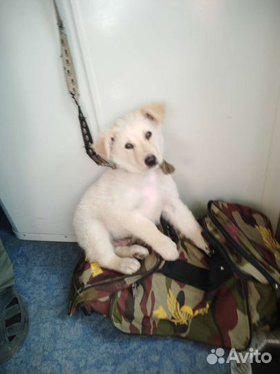 Милый пушистик, щенок