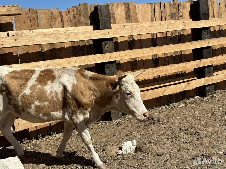 Крс 6 голов 2хлетки и 4 голов 9 10 месяцев