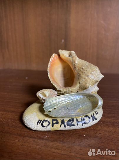 Морские ракушки раковины