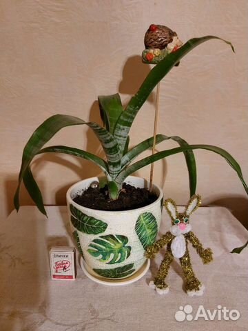 Цветок бромелия; спатифиллум (женское счастье)