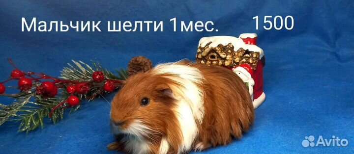 Морская свинка