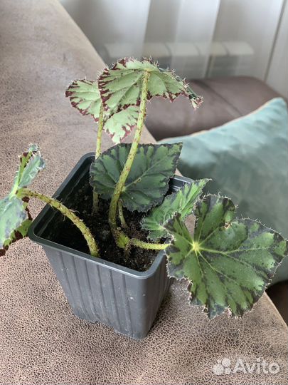 Бегония тигровая