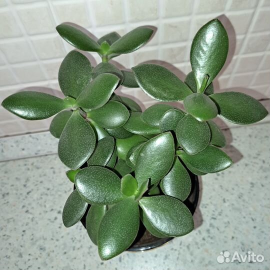 Продам цветы комнатные денежное дерево